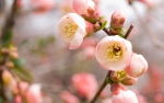 Весна пришла в Японию!
