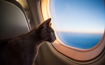 Авиакомпаниям предлагают разрешить продажу билетов для животных